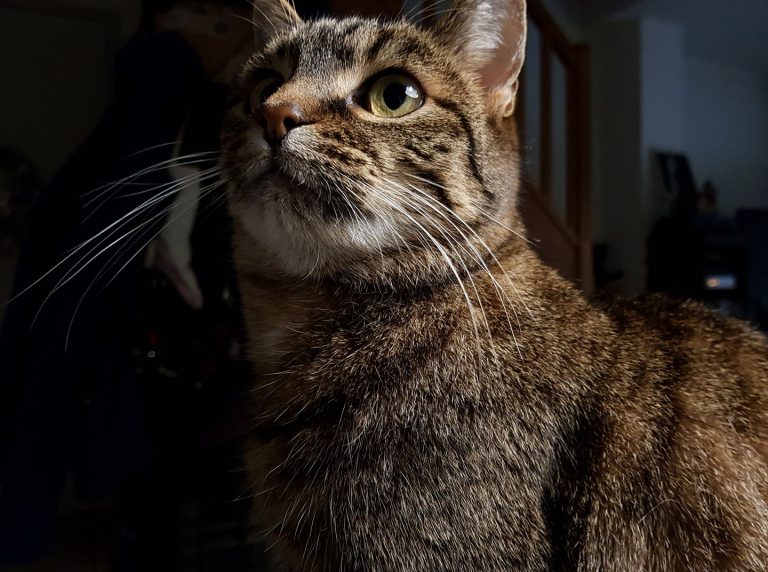 Rosebudd Le chat Cinéphile
